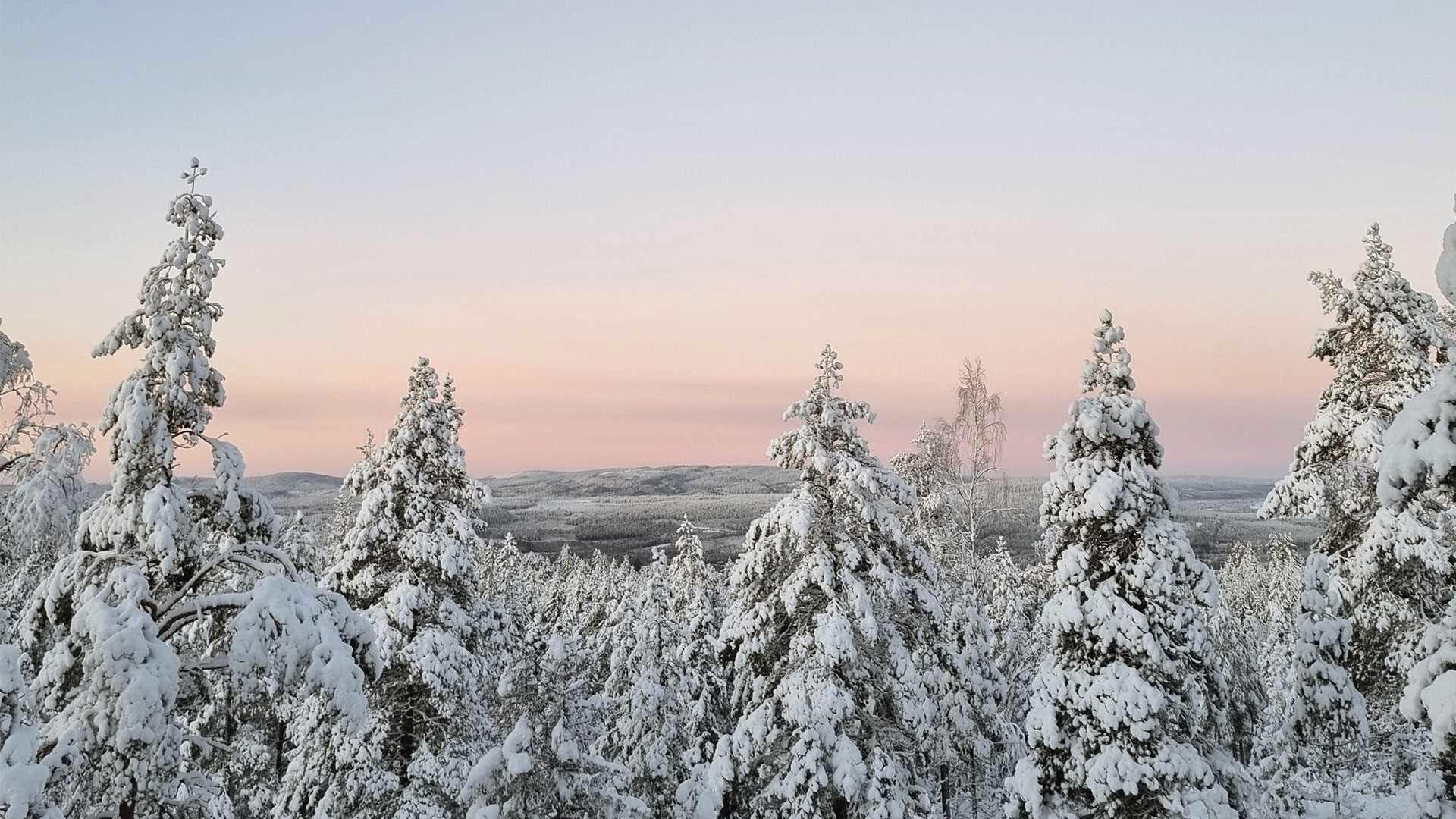 I förgrunden står snötäckta granar och i horisonten syns fjäll och en rosablå himmel